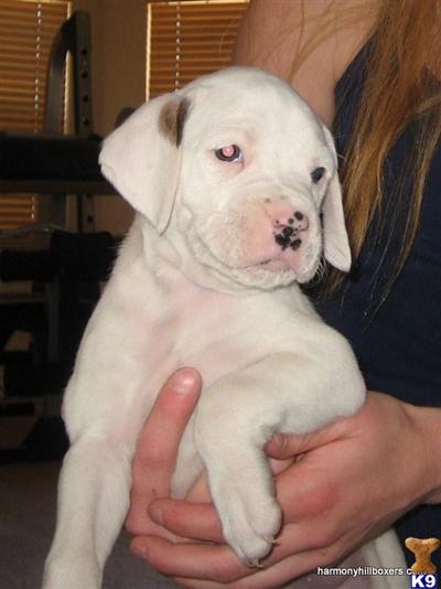 Boxer Puppies for Sale